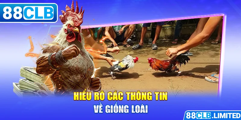 Đá gà Thomo cần bạn hiểu rõ các thông tin về giống loài